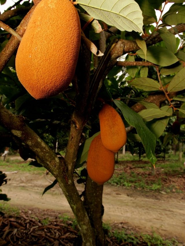 Hoje no Naoca ensinaremos uma receita de Pavê de Cupuaçú, uma das frutas mais deliciosas...