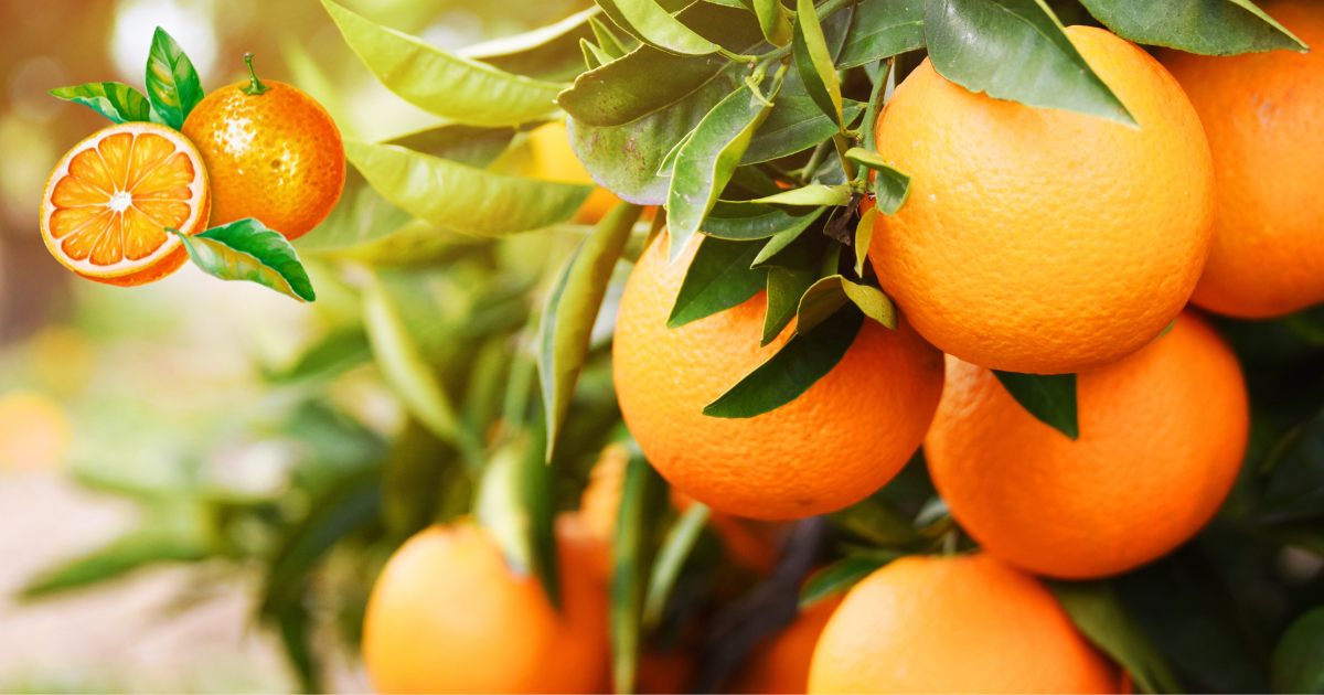 A laranja da terra, também conhecida como laranja amarga, é uma planta medicinal amplamente utilizada...