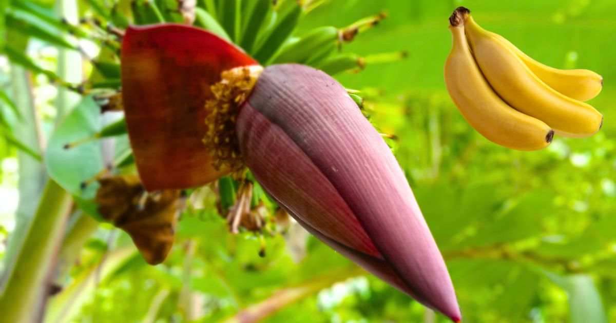 Já viu receita com Coração de Bananeira? Olha essa opção vegetariana desconhecida pelas pessoas!