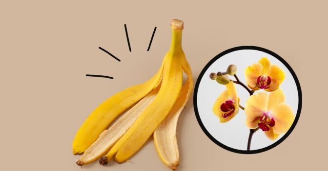 Dicas da Cozinha: Não Jogue Casca de Banana Fora! Você tem um Tesouro Forte para sua Orquídea