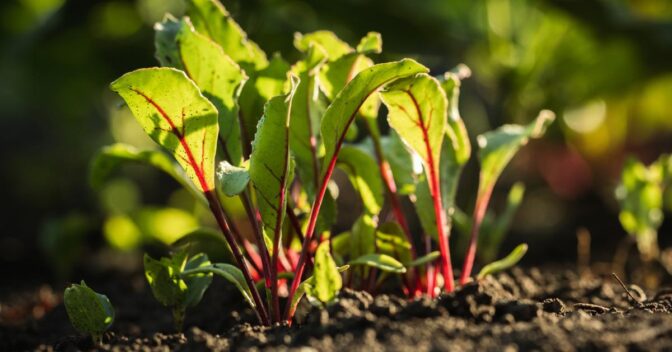 Dicas e Alimentação: Benefícios das Folhas de Beterraba – Descubra Como Usar para Emagrecer e Melhorar Sua Saúde!