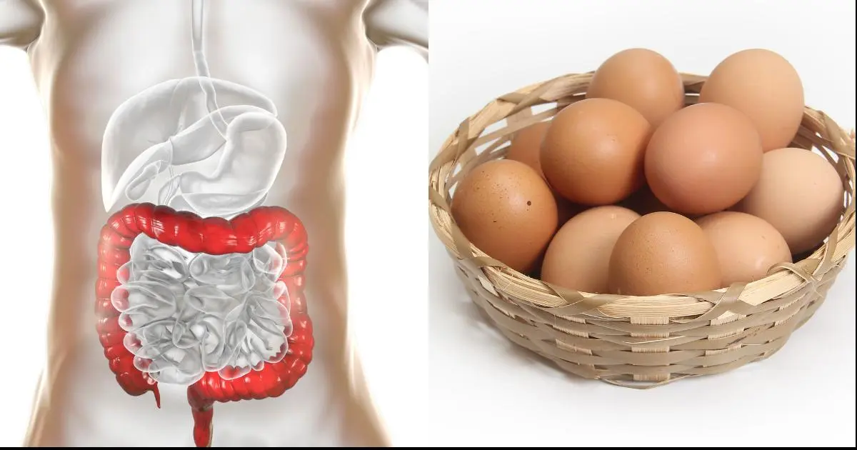 Entenda como os ovos impactam a saúde intestinal e quais os benefícios de consumi-los....