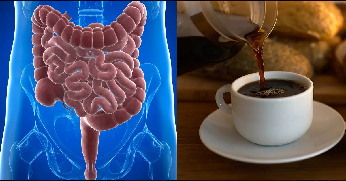 Descubra como o café pode beneficiar ou prejudicar seu intestino e melhore sua saúde!...